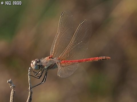 Crocothemis erythraea - male  Crocothemis erythraea,Geotagged,Israel,Scarlet Darter,Summer