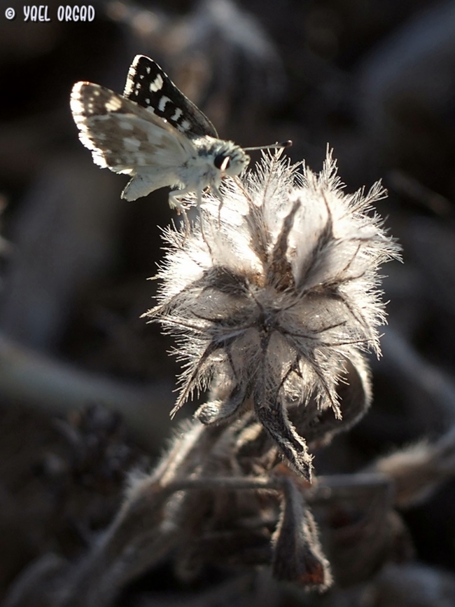 Spialia doris  Geotagged,Israel,Spialia doris,Summer