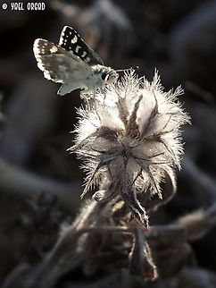 Spialia doris  Geotagged,Israel,Spialia doris,Summer