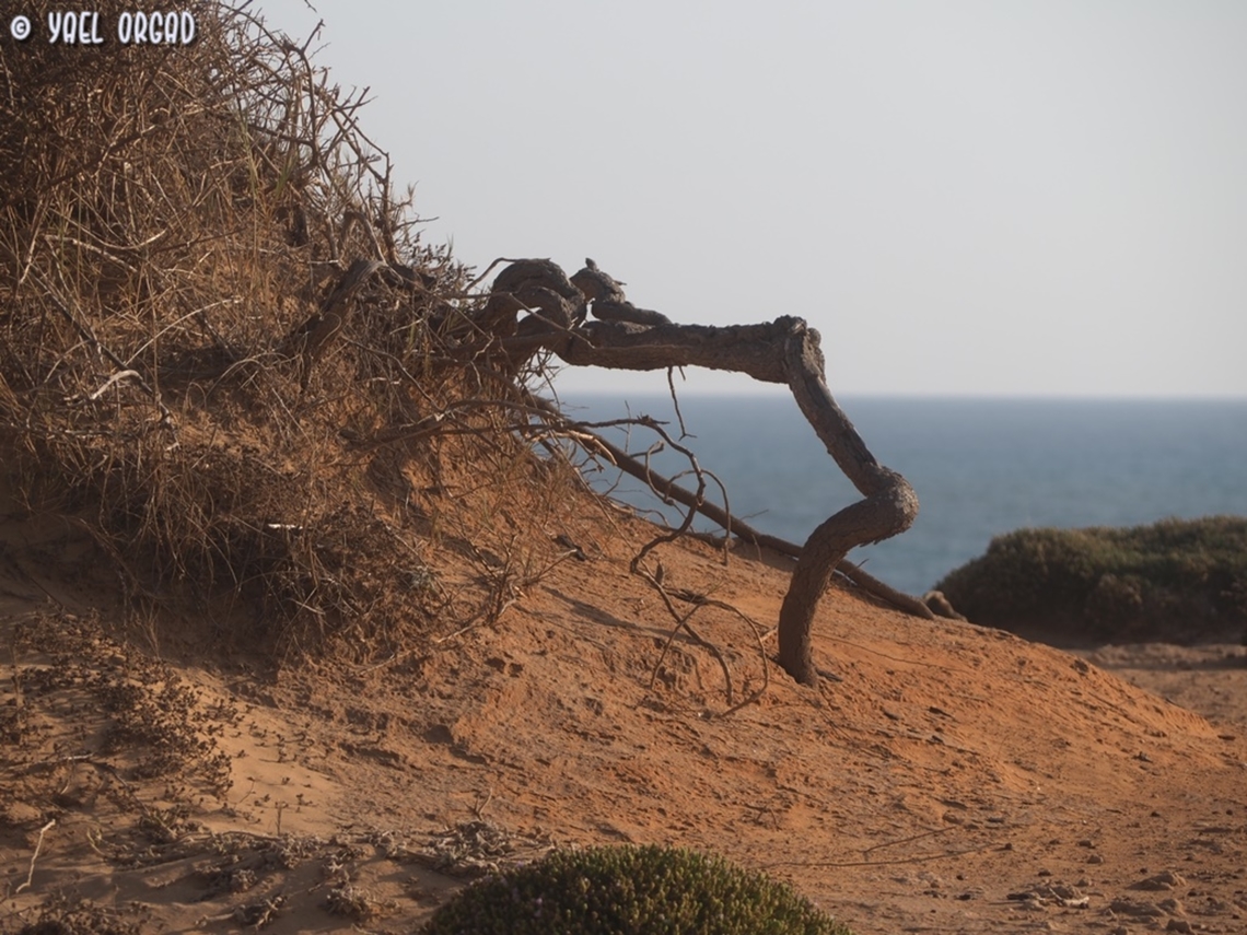 plants are amazing. Lycium schweinfurthii grows in the sands, on the shore. but sands are allusive - the wind moves them from side to side, and a small hill you grew your roots into a few years ago - may be completely gone now. so plants like the Lycium schweinfurthii grow thick long roots. if part of the plant is covered in sand - the covered branches behave like roots and grow small roots. if roots are uncovered like in this picture - they will later on grow leaves and flowers.  Geotagged,Israel,Lycium schweinfurthii,Summer