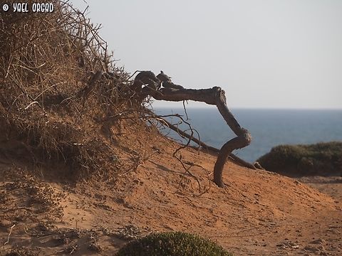 plants are amazing. Lycium schweinfurthii grows in the sands, on the shore. but sands are allusive - the wind moves them from side to side, and a small hill you grew your roots into a few years ago - may be completely gone now. so plants like the Lycium schweinfurthii grow thick long roots. if part of the plant is covered in sand - the covered branches behave like roots and grow small roots. if roots are uncovered like in this picture - they will later on grow leaves and flowers.  Geotagged,Israel,Lycium schweinfurthii,Summer
