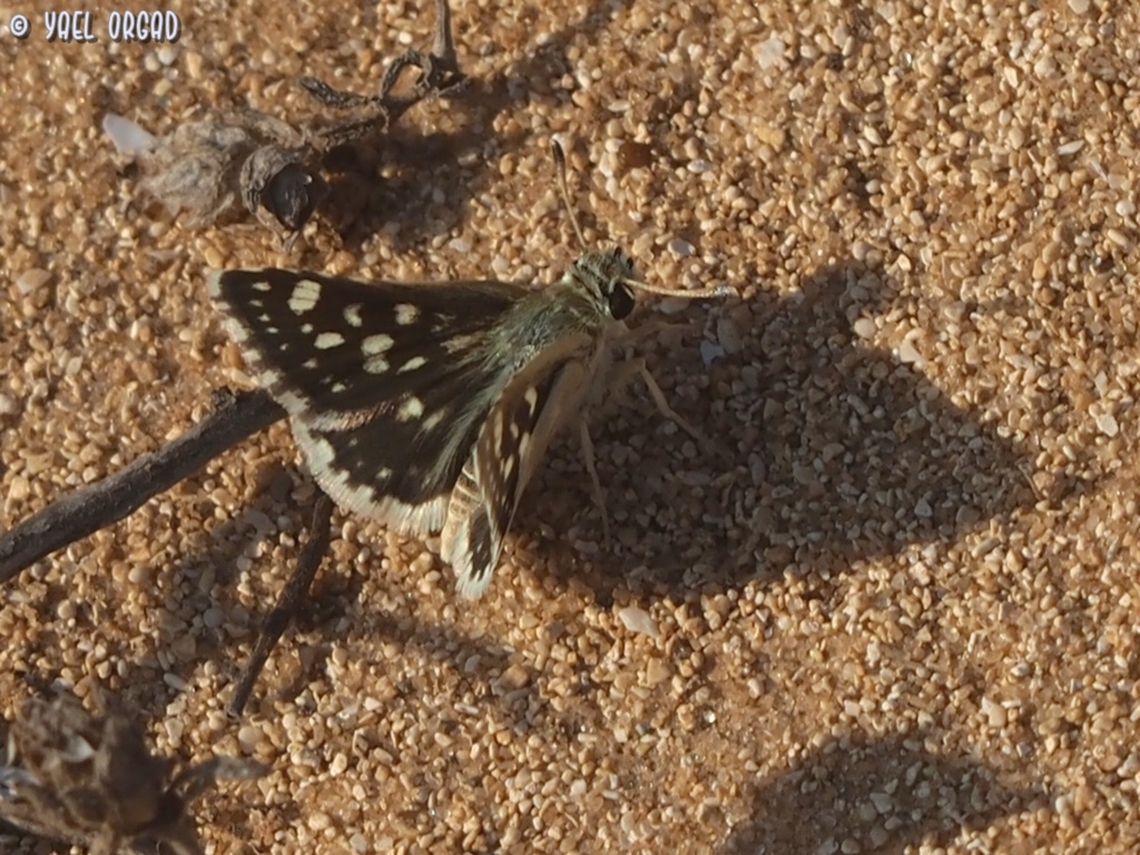 Spialia doris  Geotagged,Israel,Spialia doris,Summer