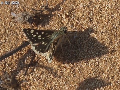 Spialia doris  Geotagged,Israel,Spialia doris,Summer