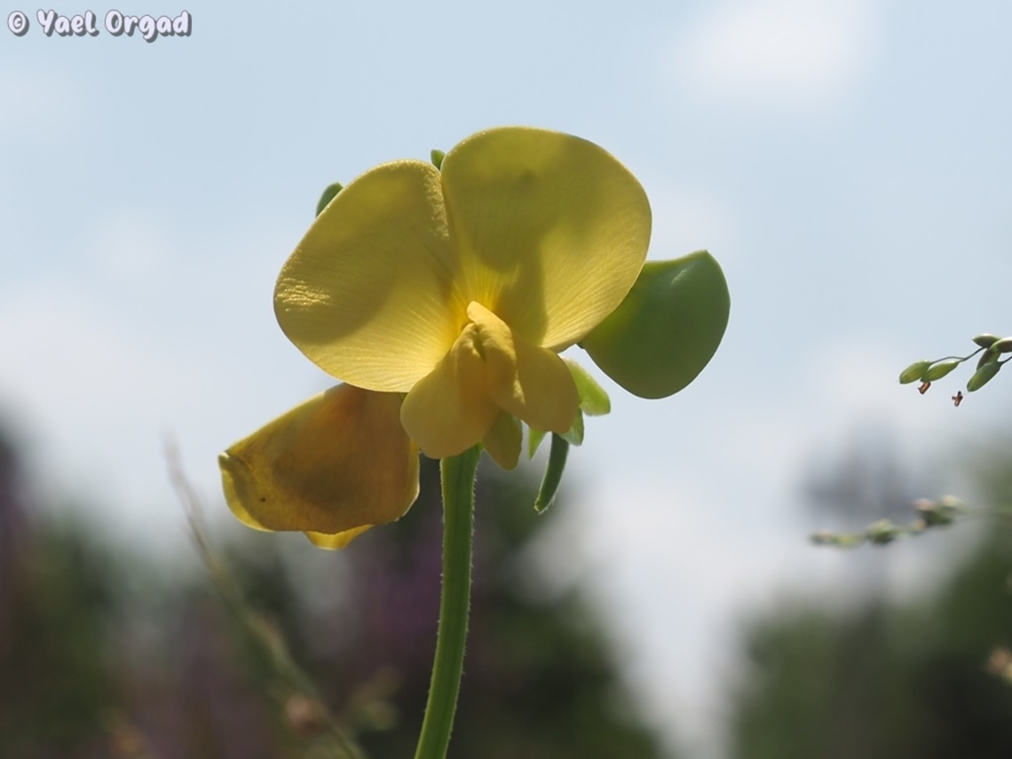 Vigna luteola  Geotagged,Hairy Cowpea,Israel,Summer,Vigna luteola