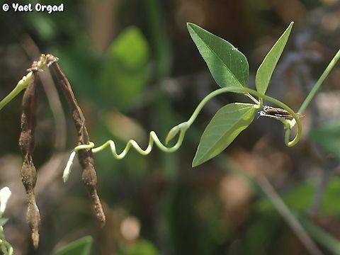 Vigna luteola - tendril can you spot the butterfly I tried to picture here? ;-)  Geotagged,Hairy Cowpea,Israel,Summer,Vigna luteola