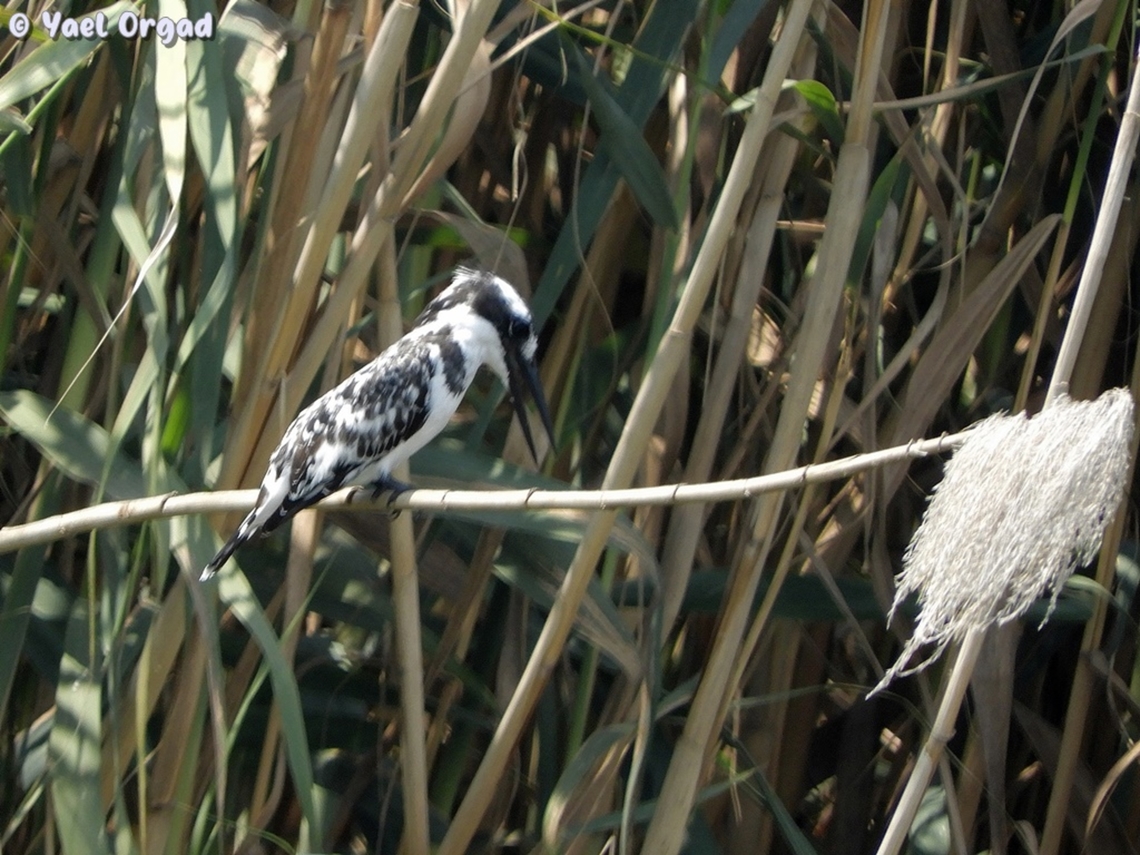 Ceryle Rudis  Ceryle rudis,Geotagged,Israel,Pied Kingfisher,Summer