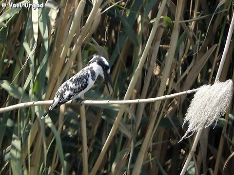 Ceryle Rudis  Ceryle rudis,Geotagged,Israel,Pied Kingfisher,Summer