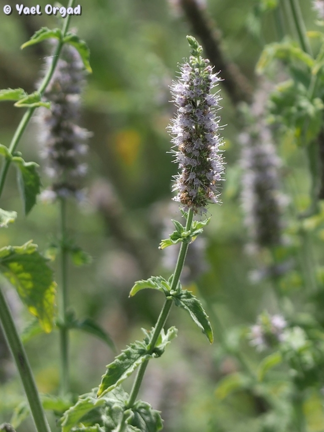 Mentha longifolia  Geotagged,Horse Mint,Israel,Mentha longifolia,Summer