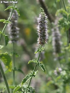 Mentha longifolia  Geotagged,Horse Mint,Israel,Mentha longifolia,Summer