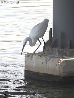 Egretta garzetta looking for fish....  Egretta garzetta,Geotagged,Israel,Little Egret,Summer