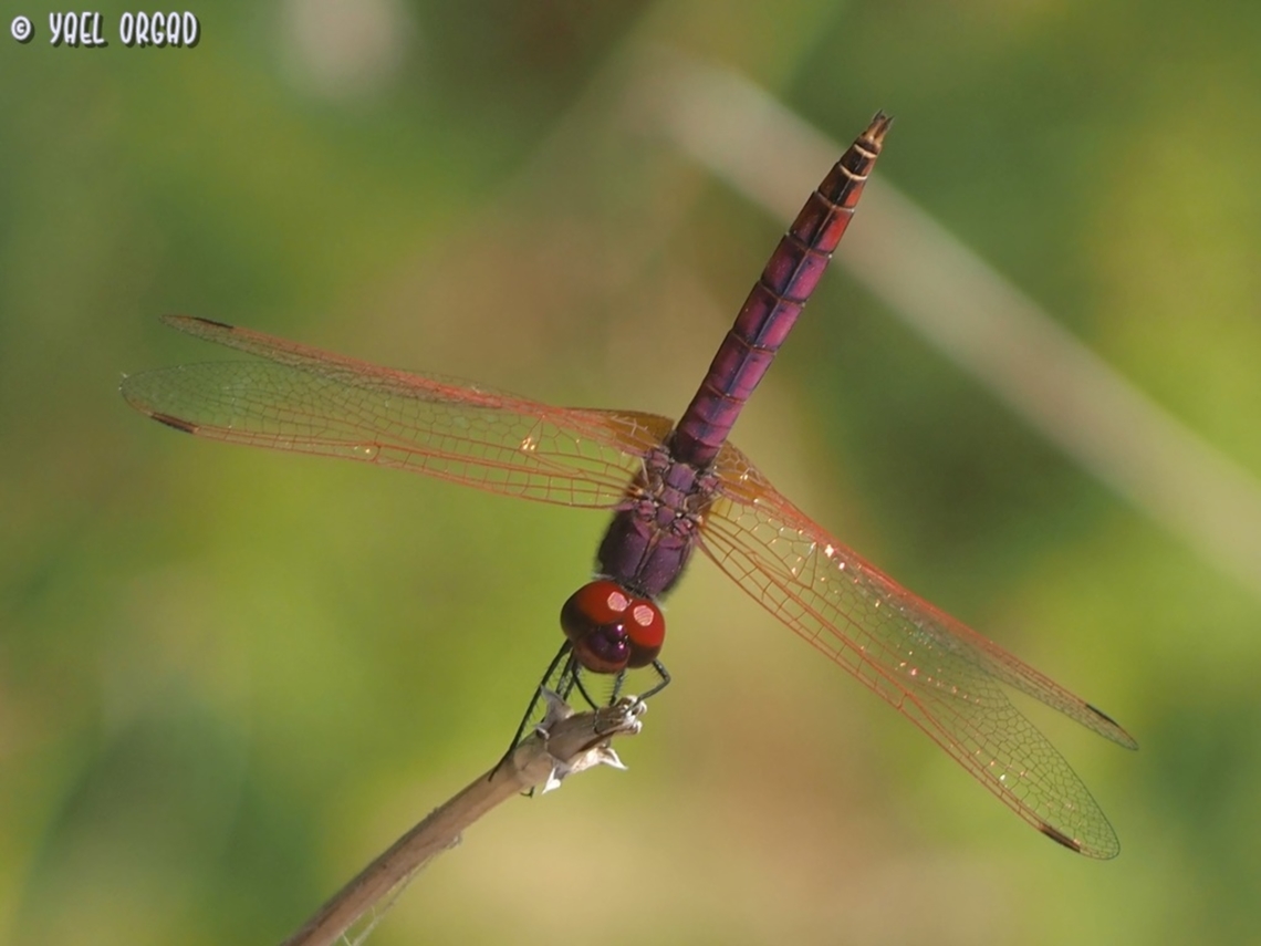 Trithemis annulata - male  Geotagged,Israel,Summer,Trithemis annulata,Violet dropwing