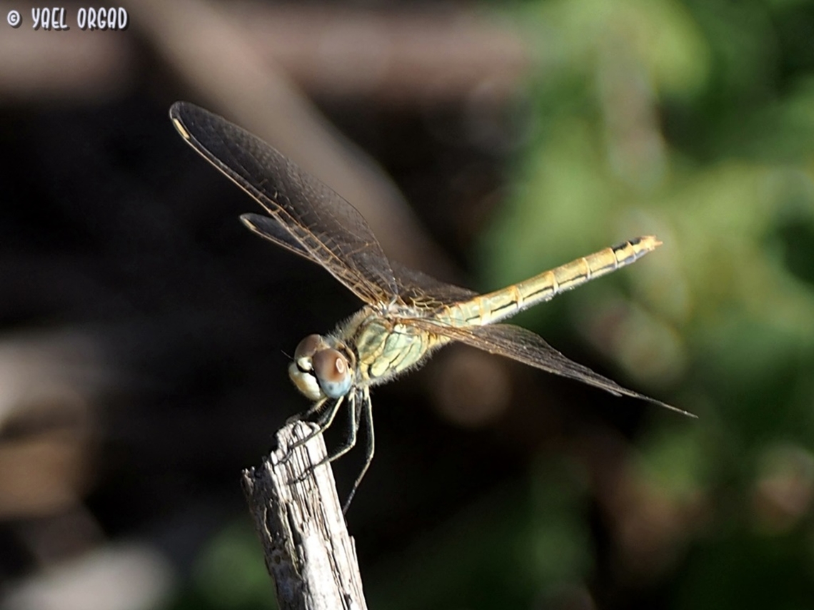 Sympetrum fonscolombii  Geotagged,Israel,Red-veined darter,Summer,Sympetrum fonscolombii