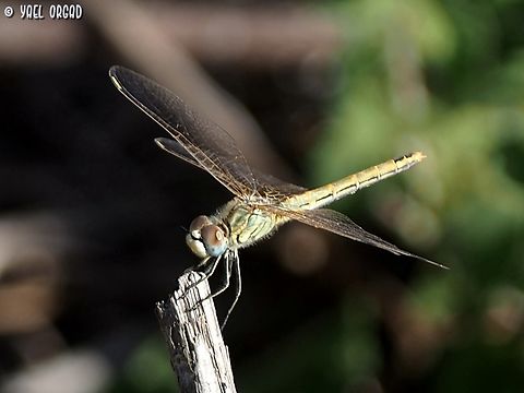 Sympetrum fonscolombii  Geotagged,Israel,Red-veined darter,Summer,Sympetrum fonscolombii
