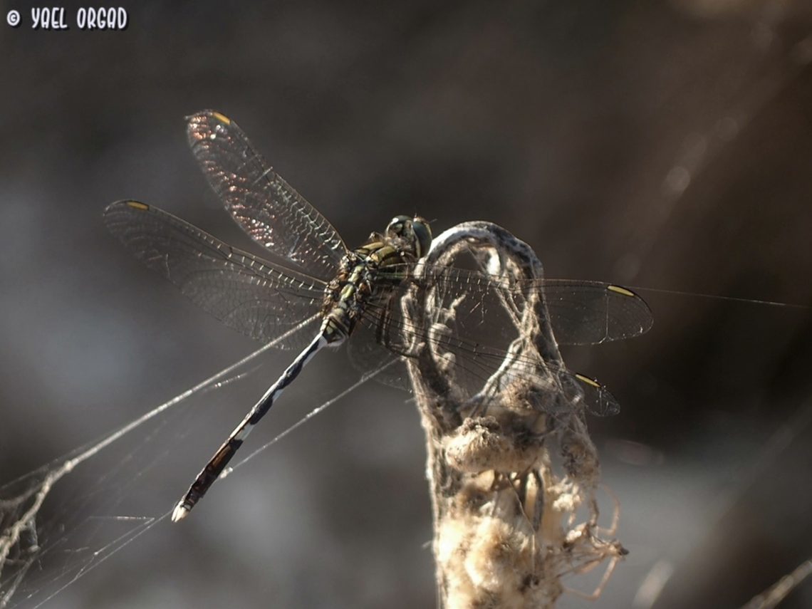 Orthetrum sabina  Geotagged,Israel,Orthetrum sabina,Slender skimmer,Summer