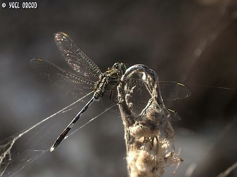 Orthetrum sabina  Geotagged,Israel,Orthetrum sabina,Slender skimmer,Summer