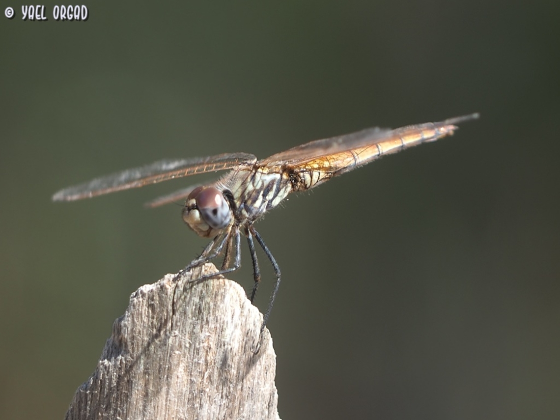 Trithemis annulata - female  Geotagged,Israel,Summer,Trithemis annulata,Violet dropwing