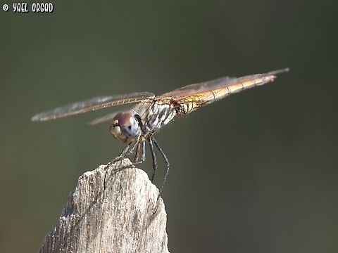 Trithemis annulata - female  Geotagged,Israel,Summer,Trithemis annulata,Violet dropwing