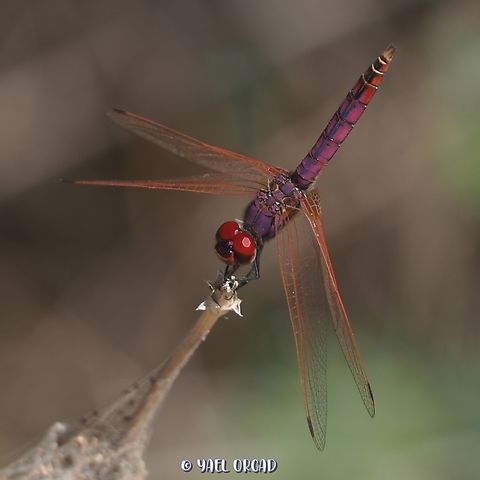 Trithemis annulata - male  Geotagged,Israel,Summer,Trithemis annulata,Violet dropwing