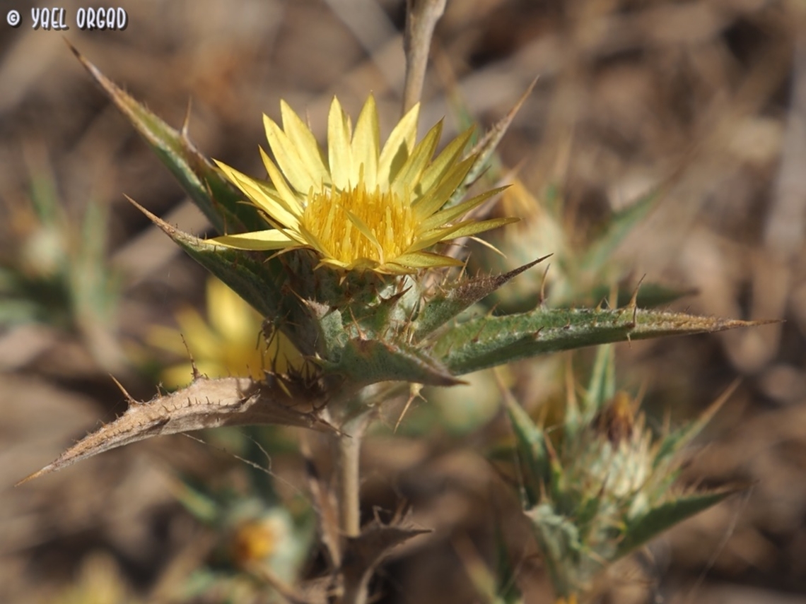Carlina racemosa  Carlina racemosa,Geotagged,Israel,Summer