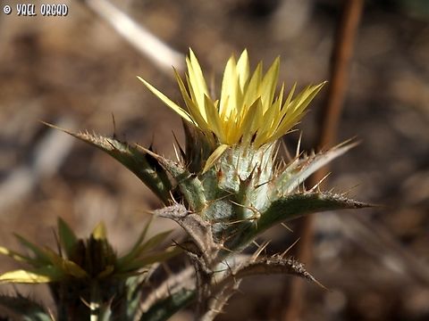 Carlina racemosa  Carlina racemosa,Geotagged,Israel,Summer