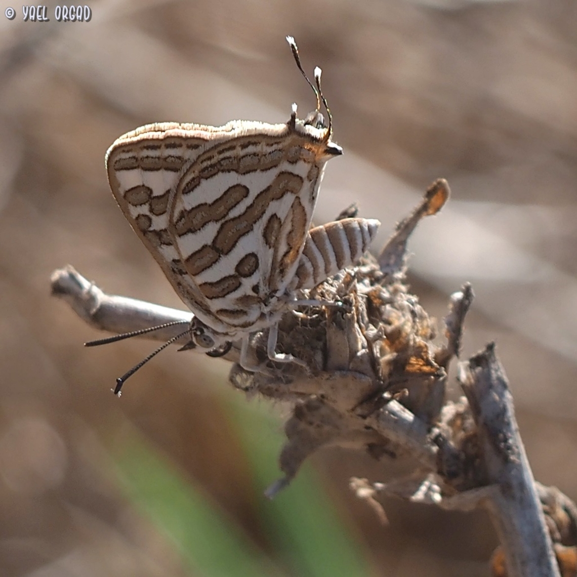 Cigaritis acamas  Cigaritis acamus,Geotagged,Israel,Summer,Tawny Silverline