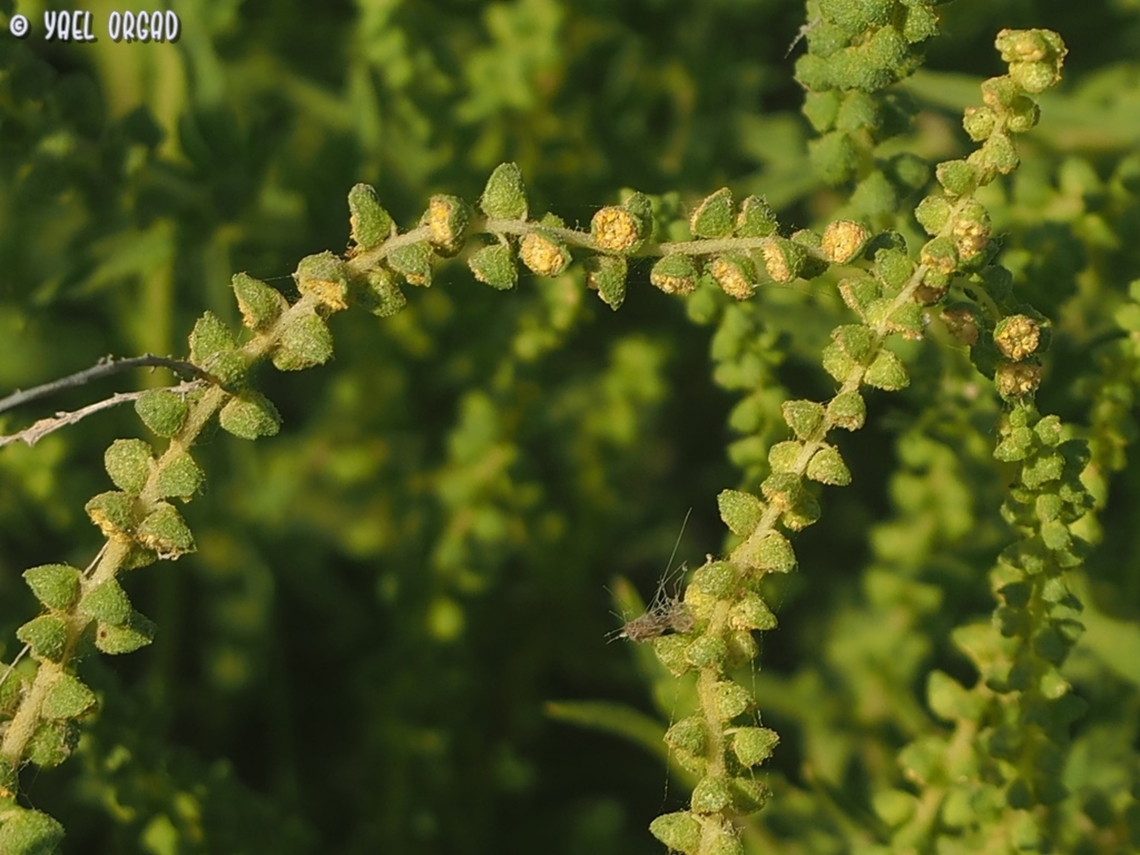 Ambrosia tenuifolia invasive Ambrosia tenuifolia,Geotagged,Israel,Lacy Ragweed,Summer