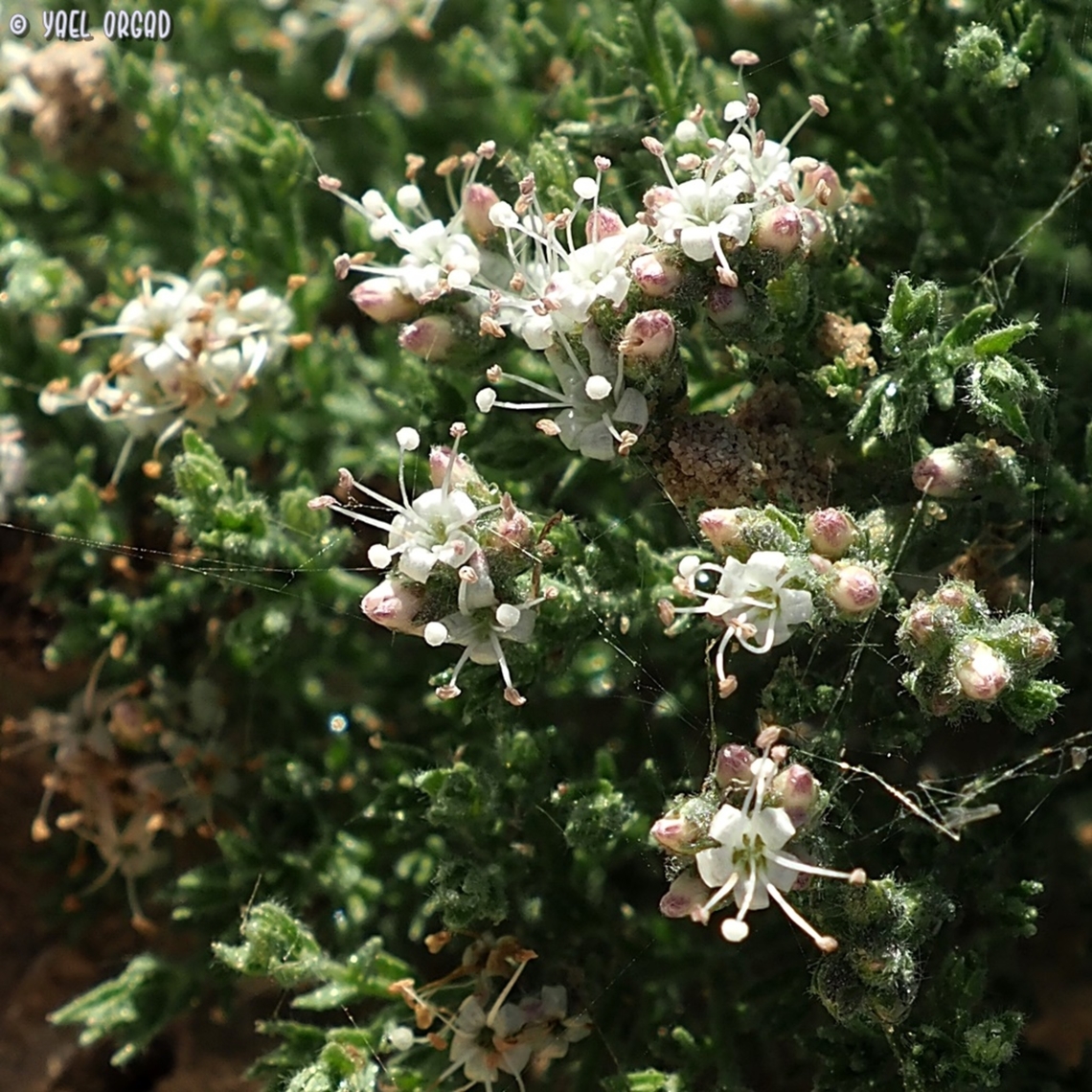 Cressa cretica  Cressa  cretica,Cressa cretica,Geotagged,Israel,Summer