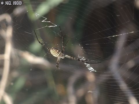 Argiope trifasciata  Argiope trifasciata,Banded Garden Spider,Geotagged,Israel,Summer