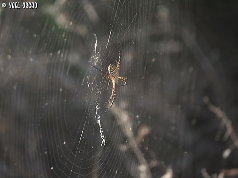 Argiope trifasciata  Argiope trifasciata,Banded Garden Spider,Geotagged,Israel,Summer