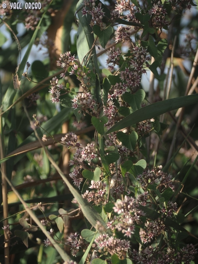 Cynanchum acutum  Cynanchum acutum,Geotagged,Israel,Stranglewort,Summer