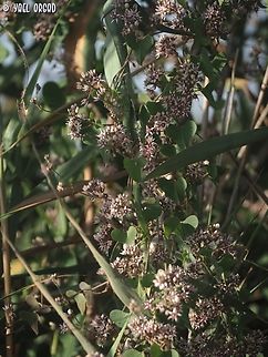 Cynanchum acutum  Cynanchum acutum,Geotagged,Israel,Stranglewort,Summer
