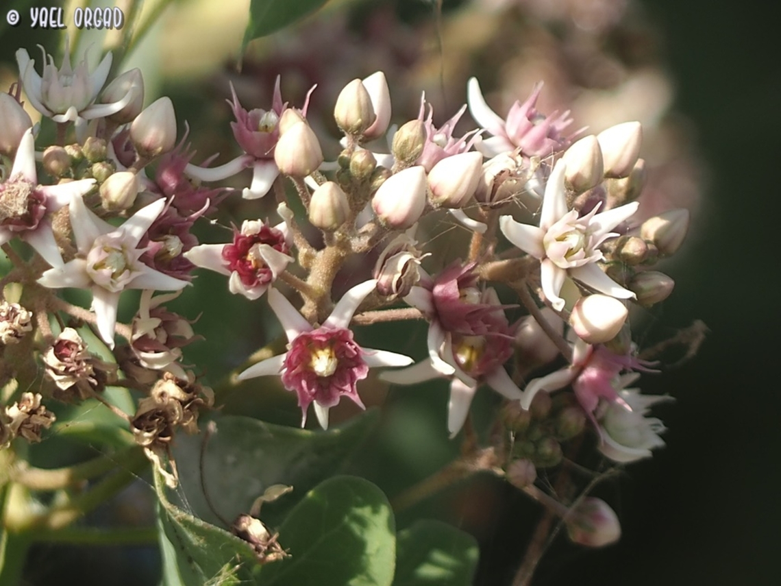 Cynanchum acutum  Cynanchum acutum,Geotagged,Israel,Stranglewort,Summer