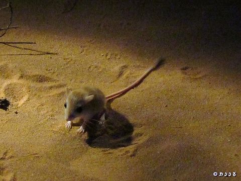 Egyptian gerbil 9 years ago I went on a special night-hike in the sands, to see desert night life.... Geotagged,Gerbillus pyramidum,Greater Egyptian gerbil,Israel,Summer