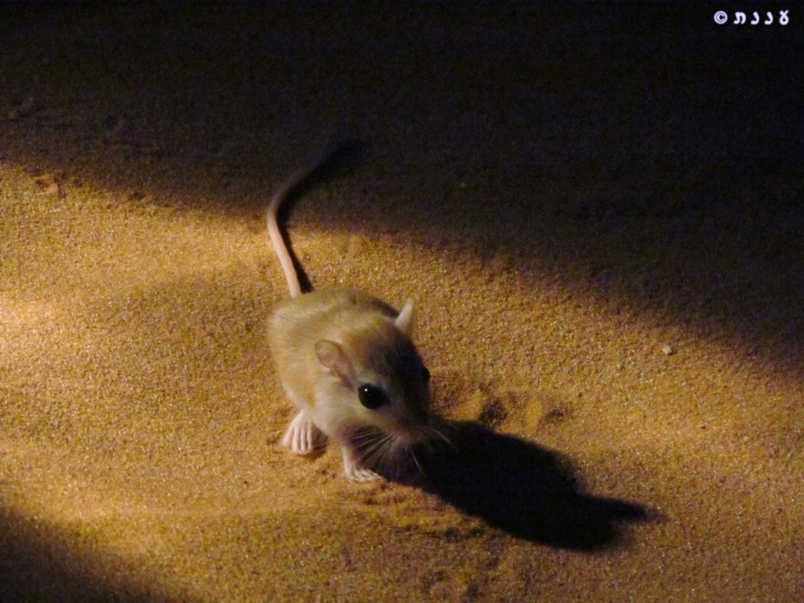 Egyptian gerbil 9 years ago I went on a special night-hike in the sands, to see desert night life....  Geotagged,Gerbillus pyramidum,Greater Egyptian gerbil,Israel,Summer