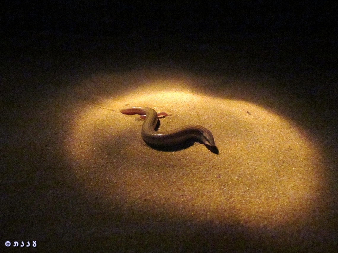 Sphenops sepsoides 9 years ago I went on a special night-hike in the sands, to see desert night life.... Chalcides sepsoides,Geotagged,Israel,Summer,Wedge-snouted skink