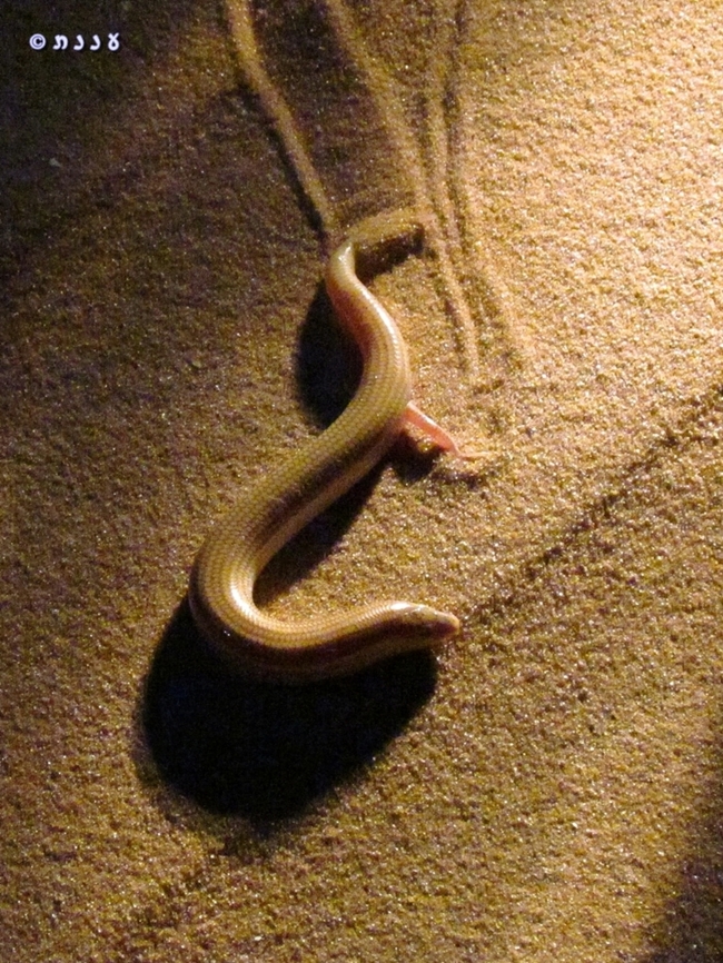 Sphenops sepsoides this skink&#039;s legs are nearly degenerated - it prefers to crawl in the sand like a snake... it still has 4 legs, but small and weak ones.  Chalcides sepsoides,Geotagged,Israel,Summer,Wedge-snouted skink