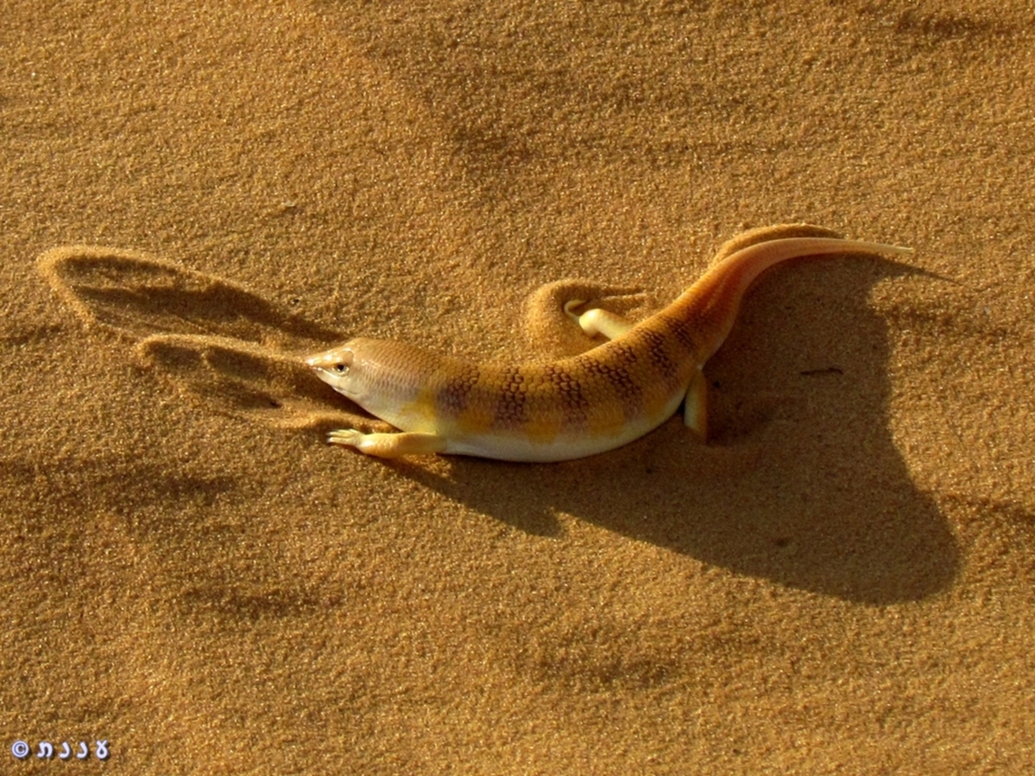the Sandfish this incredible rare skink really behaves in the sand like a fish in the water - it "swims" so fast and disappears from the eye very quickly.  Geotagged,Israel,Scincus scincus,Summer