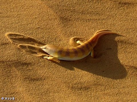 the Sandfish this incredible rare skink really behaves in the sand like a fish in the water - it "swims" so fast and disappears from the eye very quickly.  Geotagged,Israel,Scincus scincus,Summer