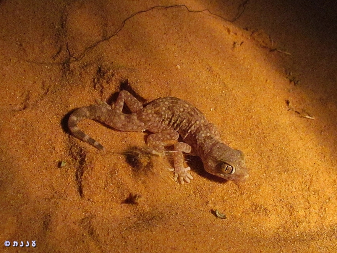 Stenodactylus sthenodactylus 9 years ago I went on a very special night hike, to see the desert life Geotagged,Israel,Stenodactylus sthenodactylus,Summer