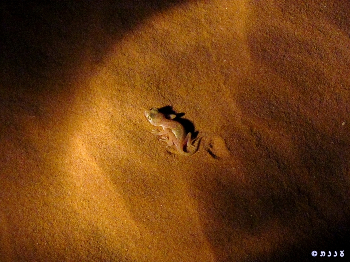 Stenodactylus petrii very small and very rare and endangered sand-gecko  Geotagged,Israel,Stenodactylus petrii,Summer