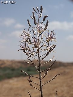 Drimia palaestina  Drimia palaestina,Geotagged,Israel,Summer