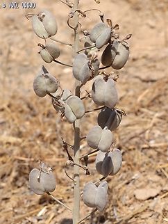 Drimia palaestina - fruit  Drimia palaestina,Geotagged,Israel,Summer