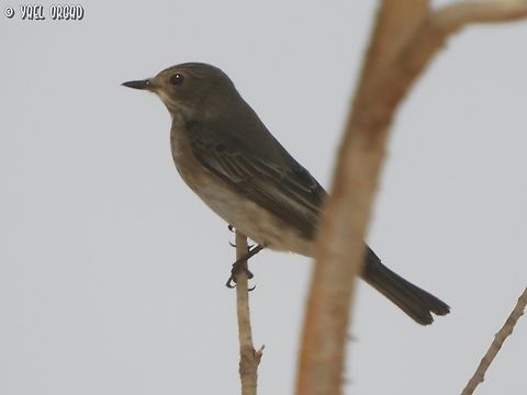 Muscicapa striata  Geotagged,Israel,Muscicapa striata,Spotted Flycatcher,Summer