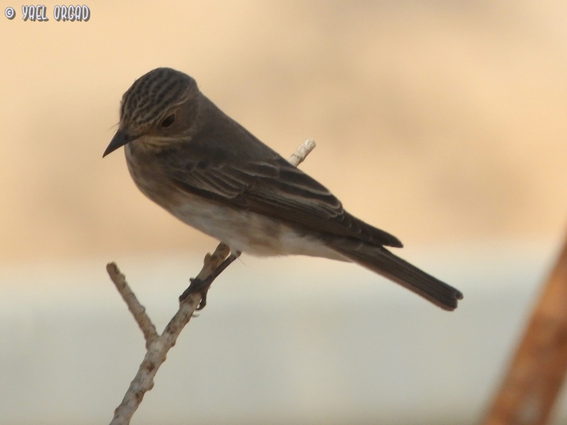 Muscicapa striata  Geotagged,Israel,Muscicapa striata,Spotted Flycatcher,Summer