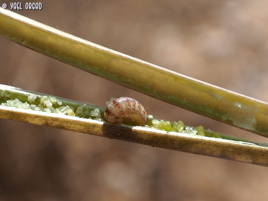 metachrostis velox catterpillar the catterpillar grows in the stems of Drimia aphylla and Drimia maritama, killing the inflorescence.  Geotagged,Israel,Metachrostis velocior,Summer,metachrostis velox