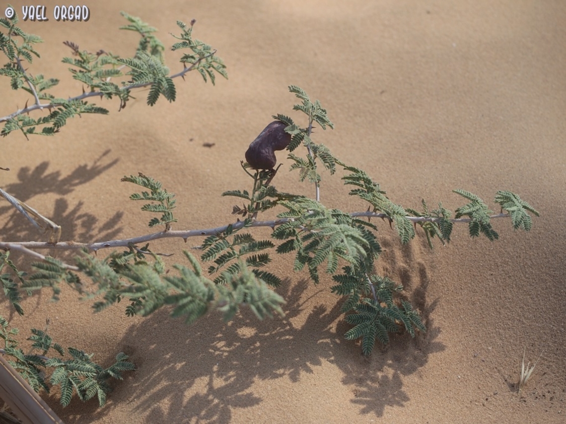 Prosopis farcta  Geotagged,Israel,Prosopis farcta,Summer