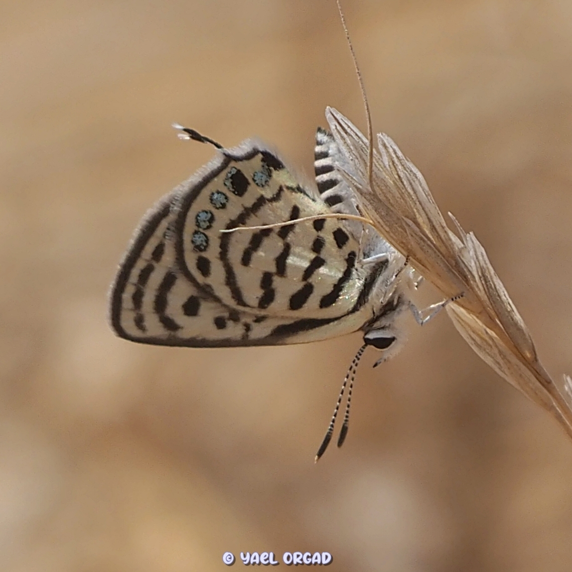 Tarucus balkanicus  Geotagged,Israel,Little Tiger Blue,Summer,Tarucus balkanicus