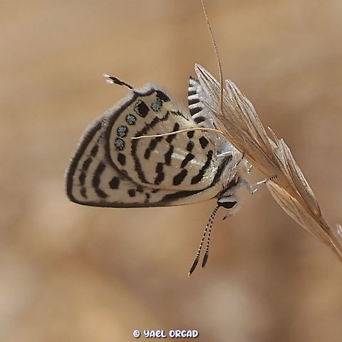 Tarucus balkanicus  Geotagged,Israel,Little Tiger Blue,Summer,Tarucus balkanicus