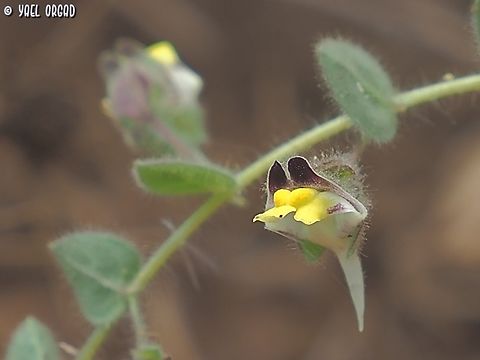 Kickxia spuria  Fall,Geotagged,Israel,Kickxia spuria