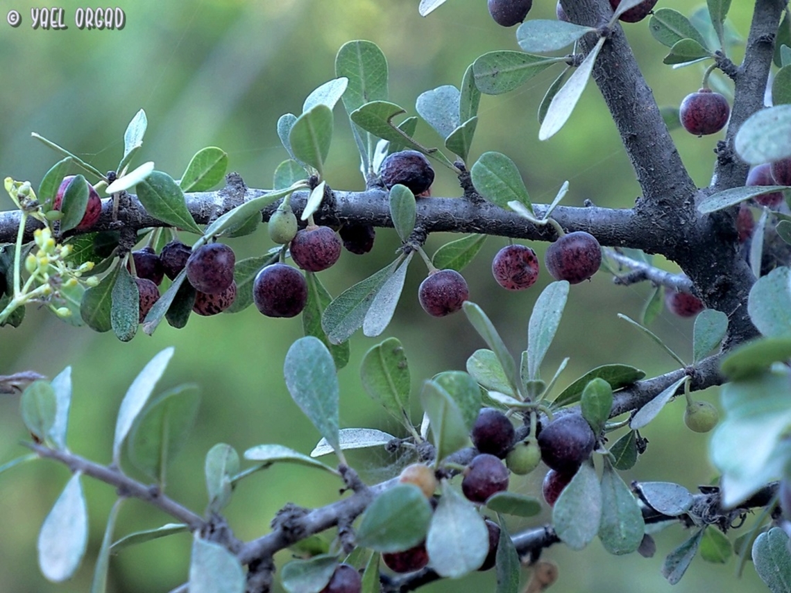 Rhamnus lycioides The fruit are quite sweet, but they are very small (about 4mm) and have big seeds inside, so you need many many fruit to do anything...  Fall,Geotagged,Israel,Rhamnus lycioides